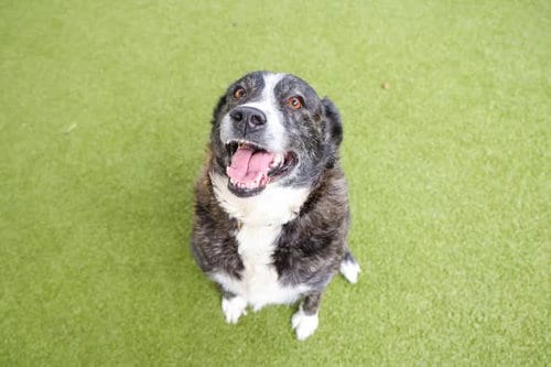 Photo of Holy Cow, adoptable senior Collie in Waco, Texas