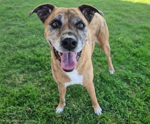 Photo of Millie, adoptable senior Labrador Retriever in Albuquerque, New Mexico