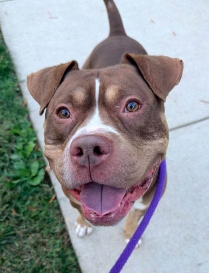 Photo of Bean Pie, adoptable senior dog in Baltimore, Maryland