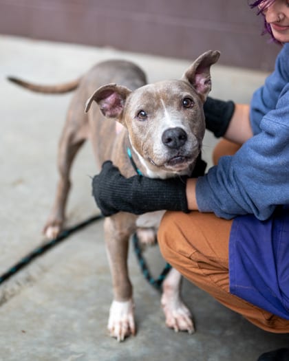 Photo of Maggie, adoptable senior dog in Chamblee, Georgia