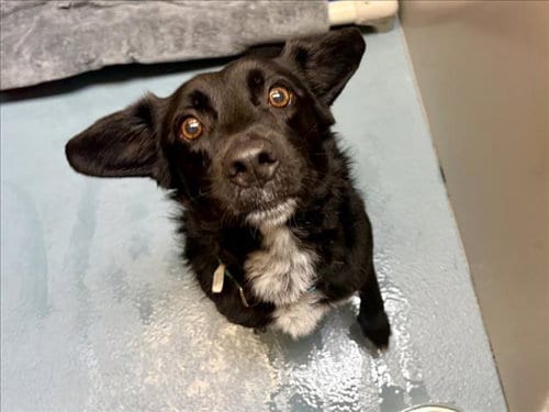 Photo of Bentley, adoptable senior Labrador Retriever in Houston, Texas