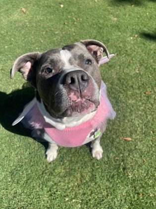Photo of Beauty, adoptable senior dog in Atlanta, Georgia