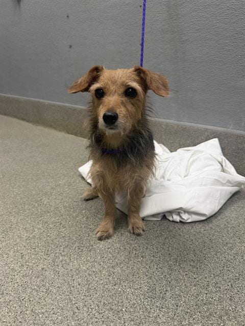 Photo of Gabbers, adoptable senior Dachshund in Las Vegas, Nevada