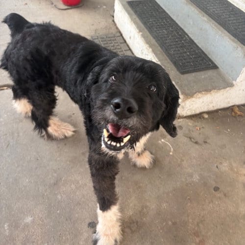 Photo of Balsamic, adoptable senior Terrier in Dallas, Texas