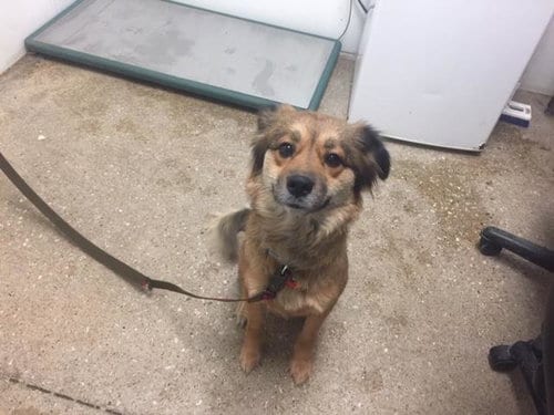 PEACHES, adoptable senior Border Collie in Lawrence, KS