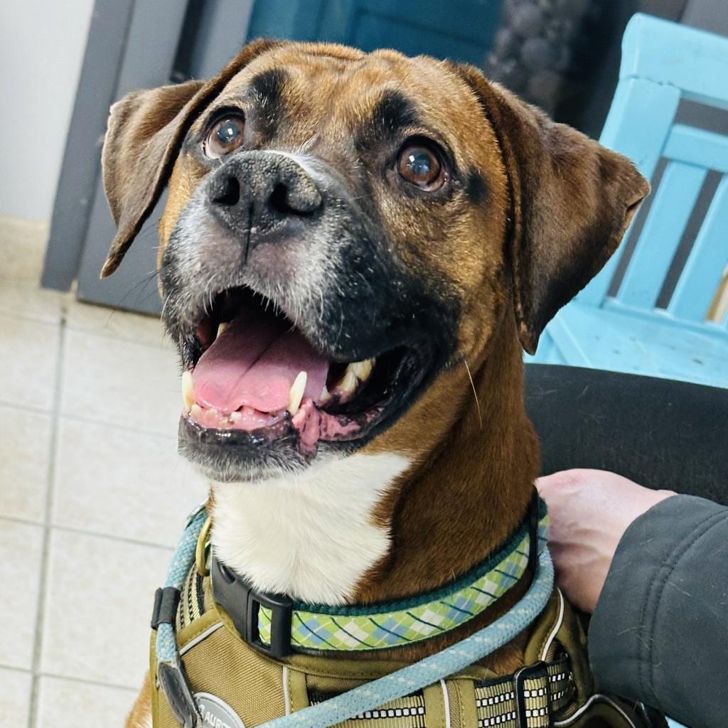 Photo of Dorie, adoptable senior Boxer / Mixed Breed (Medium)