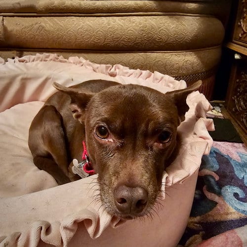 Photo of Nixie (WA), adoptable senior Rat Terrier in Atlanta, Georgia