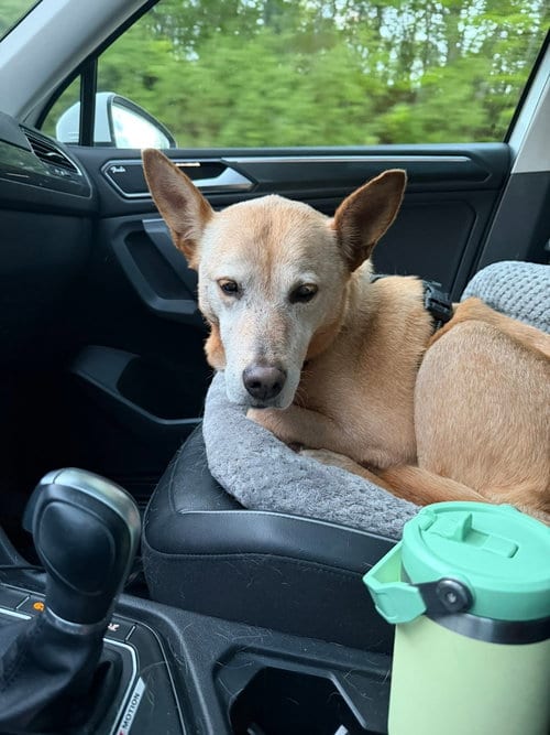 Photo of Helen (10yo, 53lbs), adoptable senior Shepherd in Hinton, West Virginia