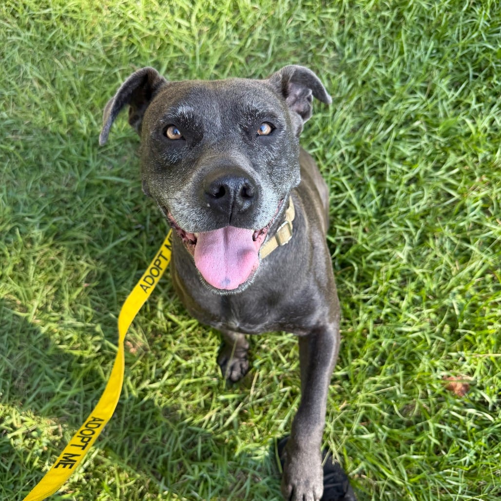 Photo of Gran, adoptable senior Terrier / Mixed Breed (Medium) in Fairfax Station, Virginia
