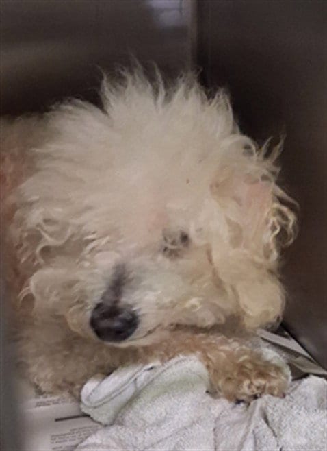 Photo of Timmie, adoptable senior Maltese in Los Angeles, California