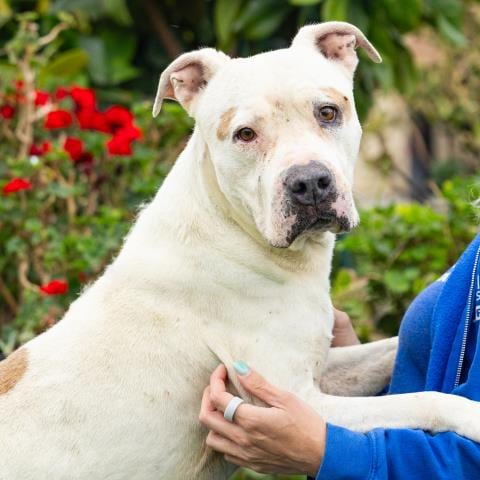 Photo of Churro, adoptable senior Pit Bull Terrier in Camarillo, California