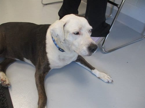 Photo of Lexi, adoptable senior Catahoula Leopard Dog in Ocala, Florida