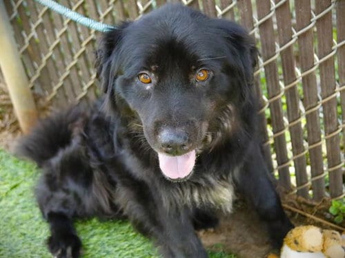 Photo of Blake, adoptable senior Flat-coated Retriever in Tallahassee, Florida