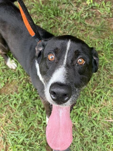 Photo of Puzzle, adoptable senior Hound in Newton, North Carolina