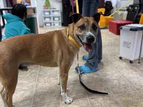 Photo of Drake, adoptable senior American Staffordshire Terrier in Raleigh, North Carolina