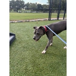 Photo of Camille, adoptable senior American Pit Bull Terrier in Baton Rouge, Louisiana