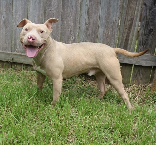 Cyrano, adoptable senior American Staffordshire Terrier in Jackson, MS