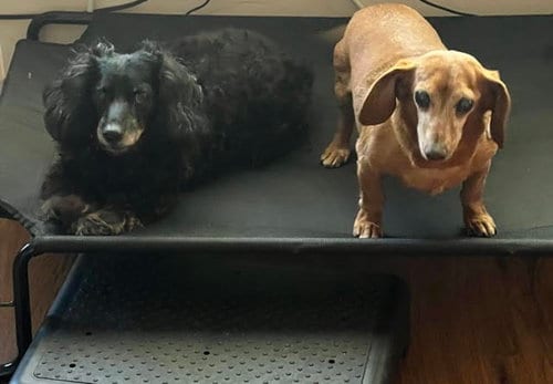Photo of Frankie bonded with Harley - San Diego, adoptable senior Dachshund in Los Angeles, California