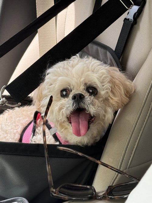 Photo of Roxanne, adoptable senior Shih Tzu in Locust Grove, Georgia