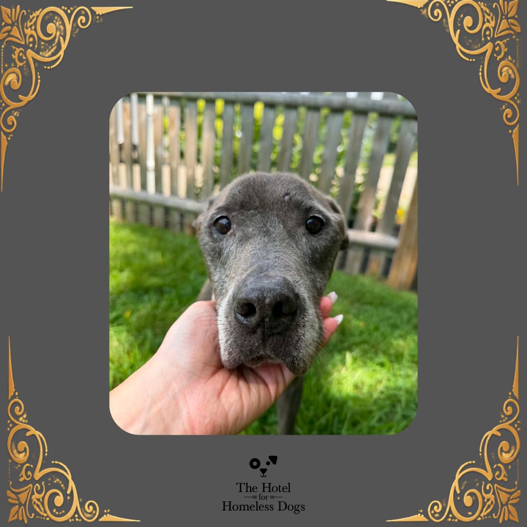 Photo of Atticus, adoptable senior Terrier / Mixed Breed (Medium) in Cumberland, Rhode Island