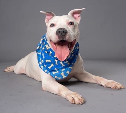 Photo of Elijah, adoptable senior dog in Atlanta, Georgia