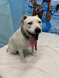 Photo of Baby, adoptable senior Pit Bull Terrier in Lancaster, California