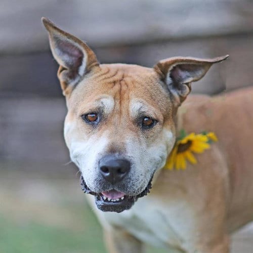 Photo of Queenie, adoptable senior Australian Cattle Dog/Blue Heeler in Albuquerque, New Mexico
