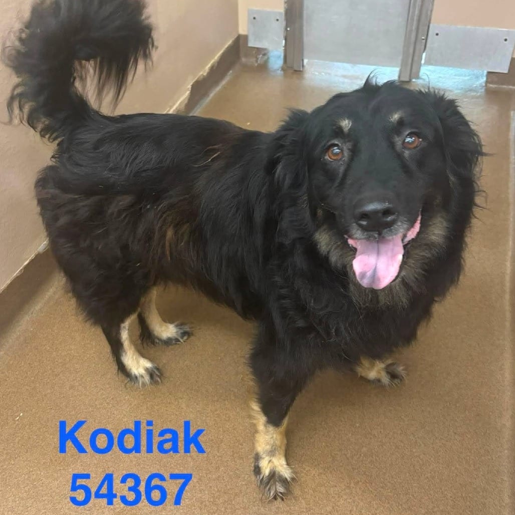 Photo of Kodiak, adoptable senior Shepherd in Raleigh area, North Carolina