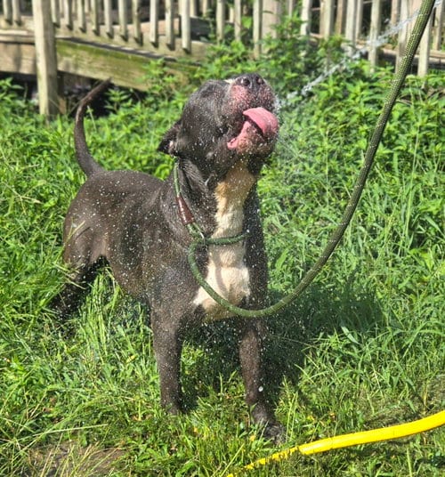 Photo of Flynn, adoptable senior Bullmastiff in Jackson, Mississippi