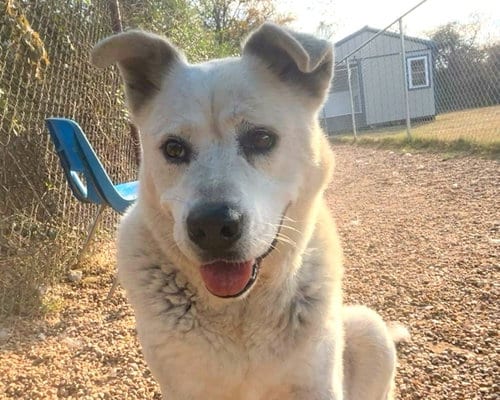 Photo of Tucker, adoptable senior Australian Cattle Dog/Blue Heeler in Anniston, Alabama