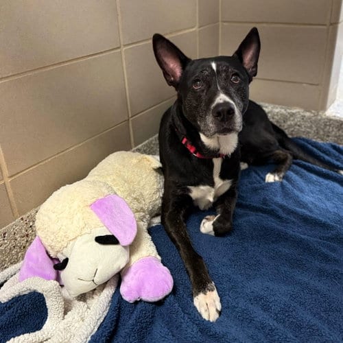 Photo of Cookie, adoptable senior Unknown breed in Shelburne, Vermont
