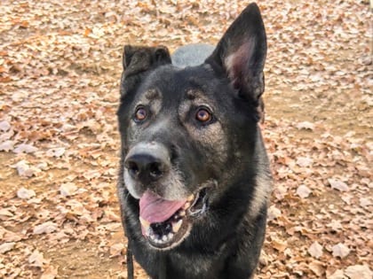 Photo of Bumble, adoptable senior dog in Georgetown, Texas