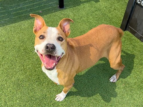 Photo of Pennie, adoptable senior Pit Bull Terrier in Orange, California
