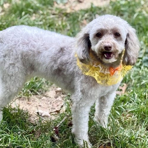 Photo of Tootsie, adoptable senior Poodle (Toy) in Cranford, New Jersey