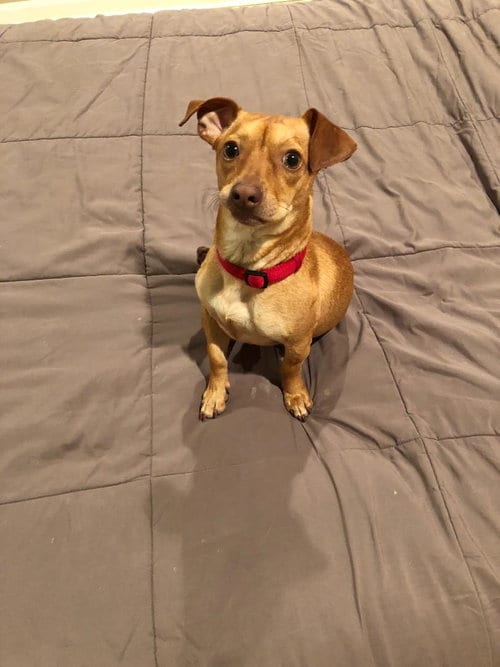 Treco, adoptable senior Dachshund in Missouri City, TX