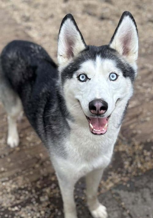 Photo of Tiny Tim, adoptable senior Siberian Husky in Matawan, New Jersey