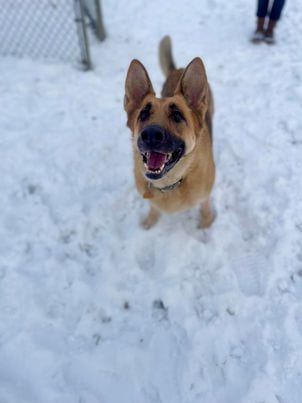Photo of Maxine, adoptable senior German Shepherd Dog in Lewisburg, West Virginia