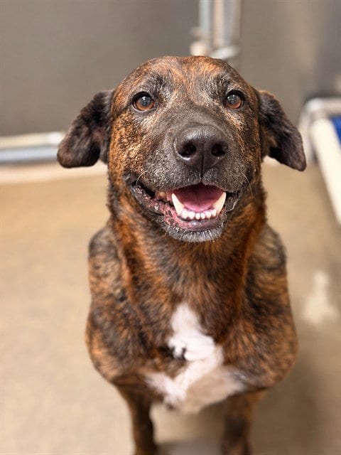 Photo of Didi, adoptable senior Mastiff in Sacramento, California