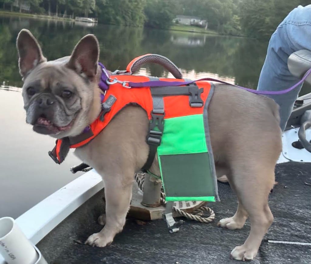 Photo of Dougie, adoptable senior French Bulldog in Crossville, Tennessee