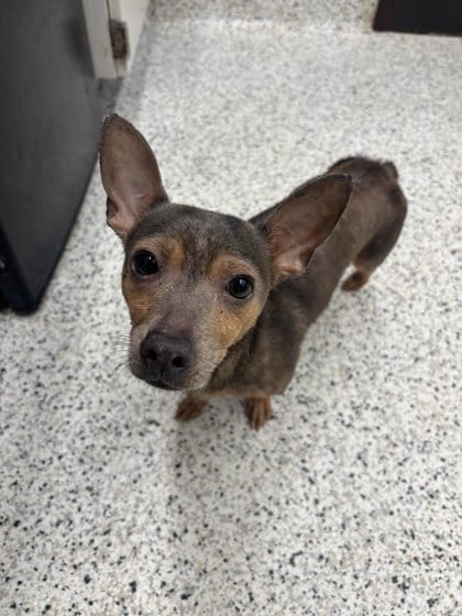 Photo of Flea, adoptable senior dog in Atlanta, Georgia