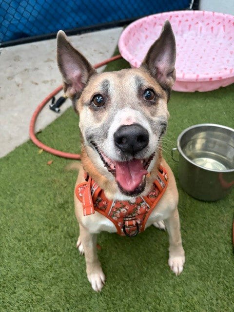 Photo of Lexi, adoptable senior Husky in Miami, Florida