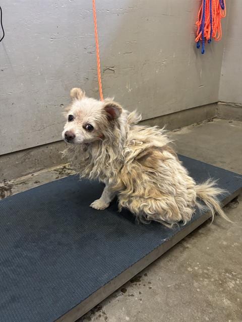 Photo of Palpatine, adoptable senior Pomeranian in Camarillo, California