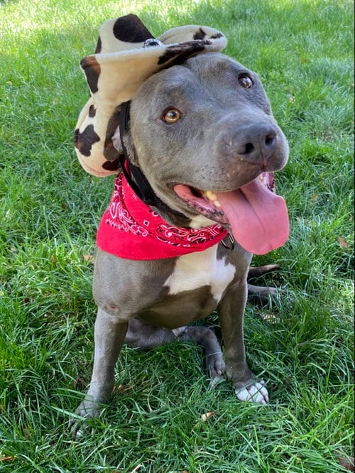 Lenny, adoptable senior American Pit Bull Terrier in Redlands, CA