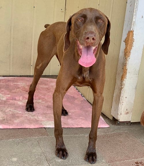 Bruno, adoptable senior German Shorthaired Pointer in San Bernardino, CA