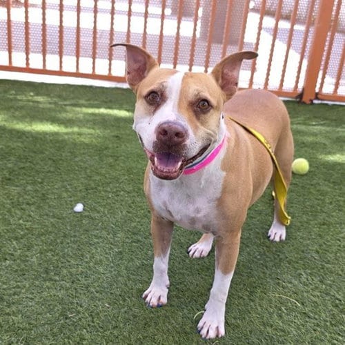 Photo of Bailey, adoptable senior Pit Bull Terrier in Las Vegas, Nevada