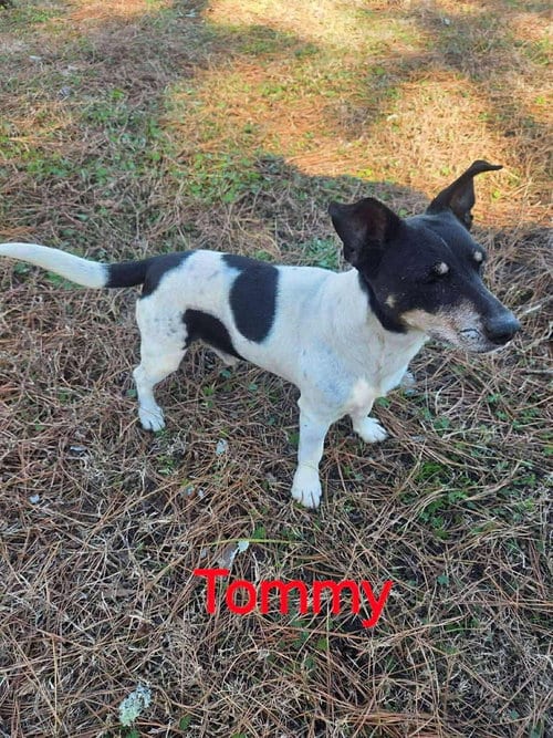 Photo of Tommy, adoptable senior Jack Russell Terrier in Columbia, Tennessee