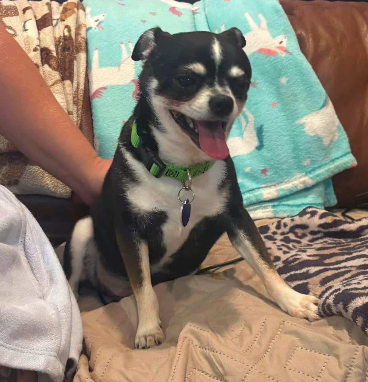 Photo of Gary, adoptable senior Chihuahua in Rockville, Maryland