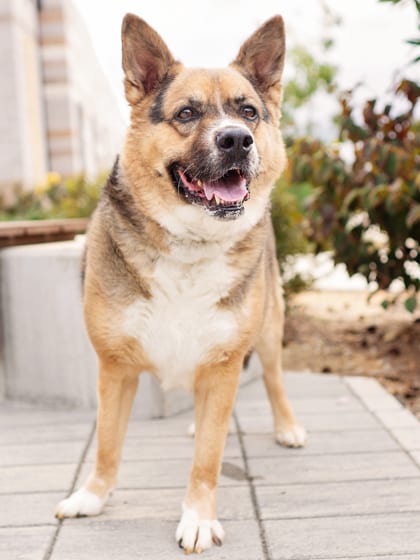 Photo of Hudson, adoptable senior dog in Atlanta, Georgia