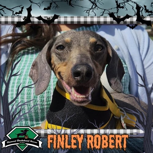 Photo of Finley Robert+, adoptable senior Dachshund in San Antonio, Texas