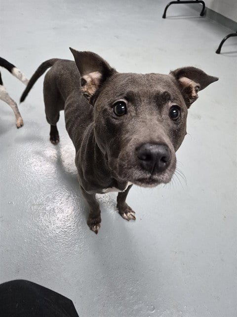 Photo of Layla, adoptable senior Pit Bull Terrier in St. Cloud, Florida